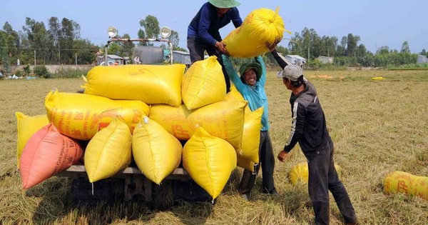 Thông tin tích cực từ Indonesia khuấy động thị trường lúa gạo Thông tin tích cực từ Indonesia khuấy động thị trường lúa gạo