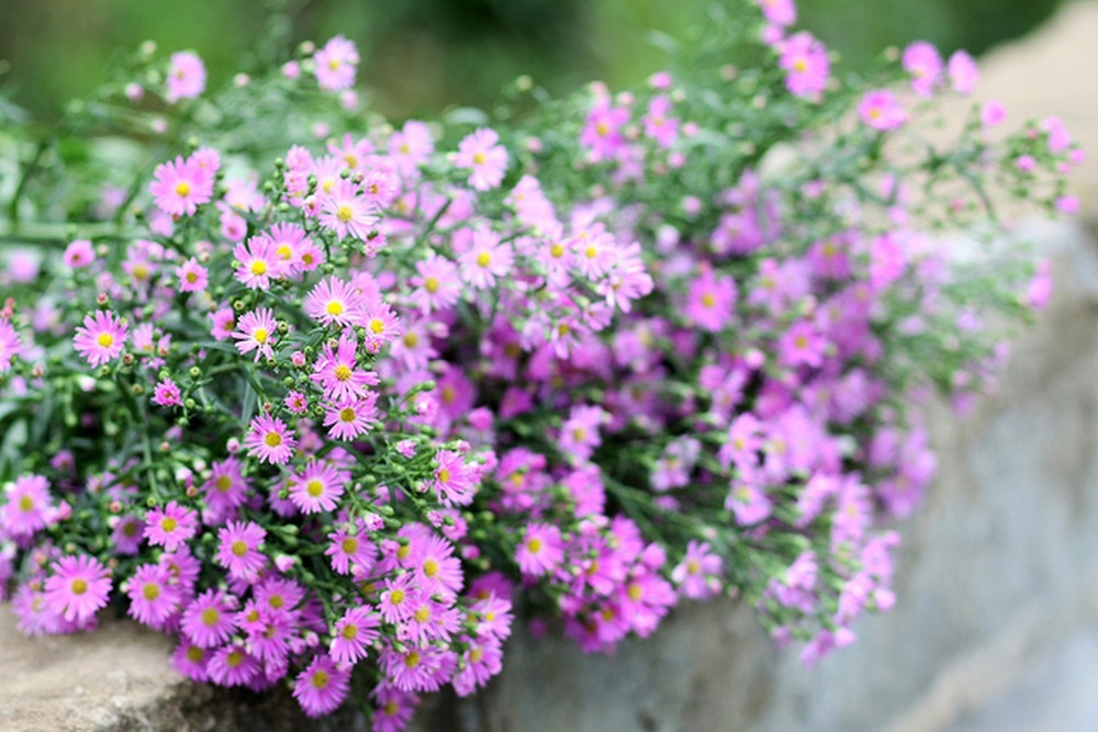 Tử vi ngày 30/4/2023 của 12 cung hoàng đạo: Song Tử chi tiêu quá tay, Thiên Bình dễ mắc sai sót