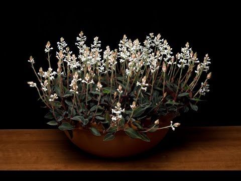 Lan kim tuyến - thảo dược quý hiếm tăng cường sức khỏe hỗ trợ điều trị ung thư, tiểu đường, huyết áp Lan kim tuyến - thảo dược quý hiếm tăng cường sức khỏe hỗ trợ điều trị ung thư, tiểu đường, huyết áp