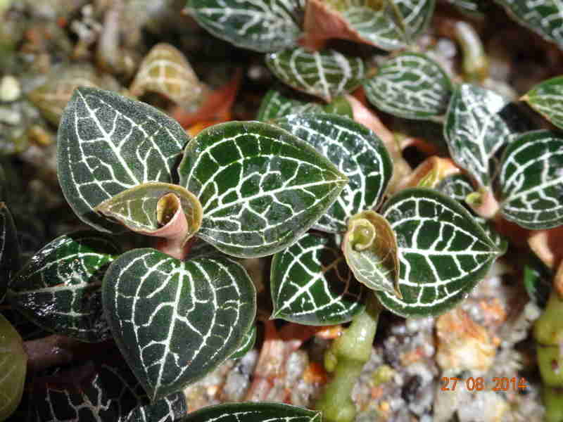 Lan kim tuyến - thảo dược quý hiếm tăng cường sức khỏe hỗ trợ điều trị ung thư, tiểu đường, huyết áp Lan kim tuyến - thảo dược quý hiếm tăng cường sức khỏe hỗ trợ điều trị ung thư, tiểu đường, huyết áp