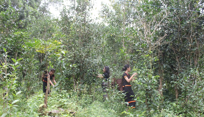 Về Minh Long ngắm thác Trắng - Ảnh 4. Về Minh Long ngắm thác Trắng - Ảnh 4.