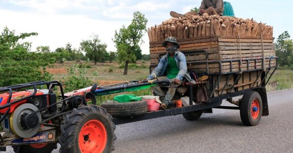 Một loại nông sản của Việt Nam đang “làm mưa làm gió” tại Nhật Bản, xuất khẩu tăng mạnh hơn 2.300% chỉ trong 2 tháng đầu năm Một loại nông sản của Việt Nam đang “làm mưa làm gió” tại Nhật Bản, xuất khẩu tăng mạnh hơn 2.300% chỉ trong 2 tháng đầu năm