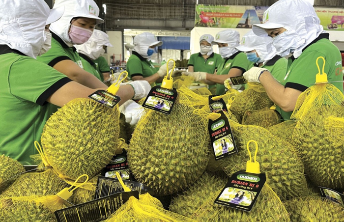 Xuất khẩu rau quả có thể đạt 4 tỷ USD trong năm nay Xuất khẩu rau quả có thể đạt 4 tỷ USD trong năm nay