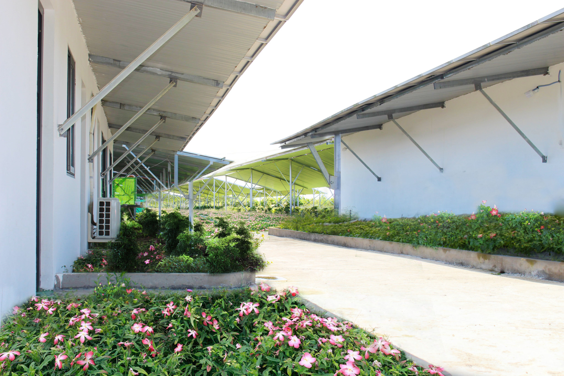 Đông Trùng Hạ Thảo Thiên Phú: Quà tặng Sức khỏe cho mọi nhà