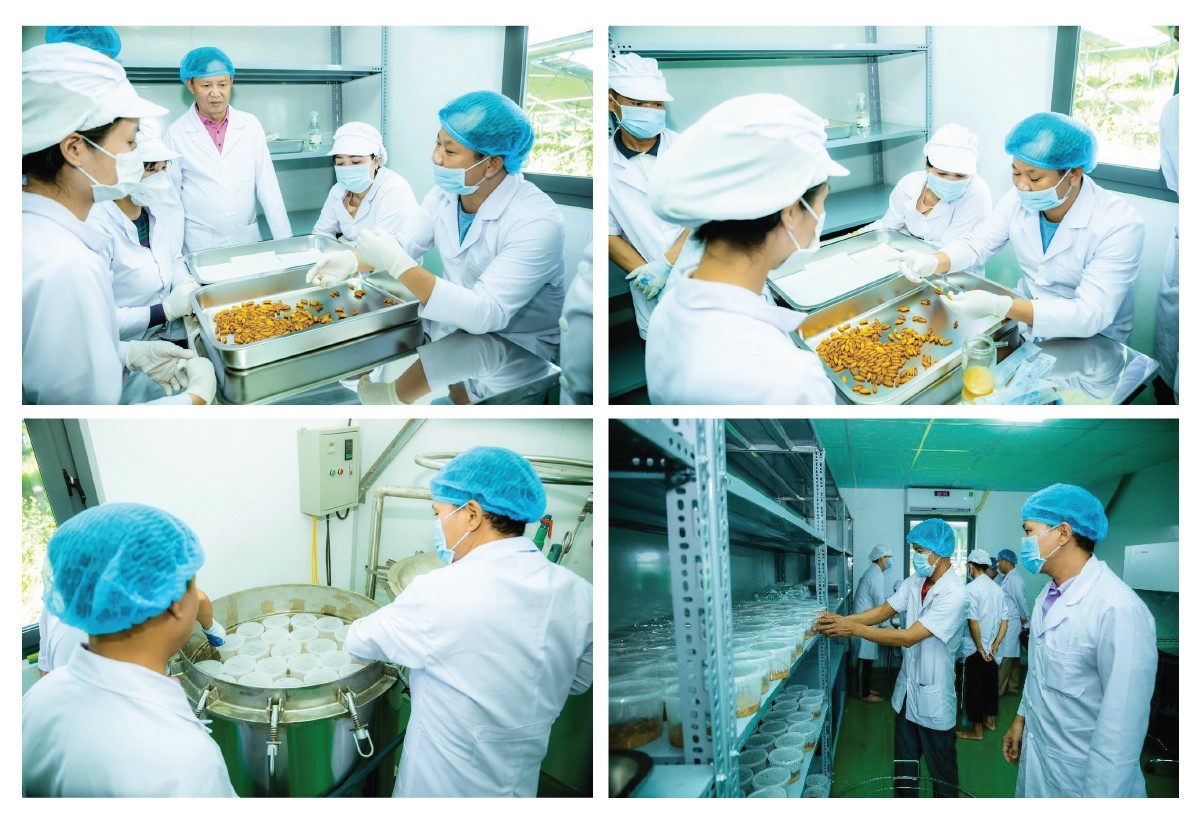 Đông Trùng Hạ Thảo Thiên Phú: Quà tặng Sức khỏe cho mọi nhà