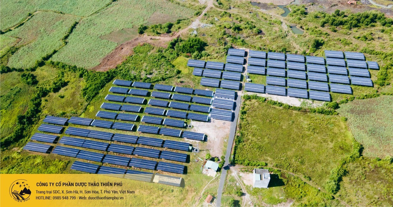 Đông Trùng Hạ Thảo Thiên Phú: Quà tặng Sức khỏe cho mọi nhà