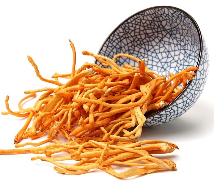 Đông Trùng Hạ Thảo Thiên Phú: Quà tặng Sức khỏe cho mọi nhà