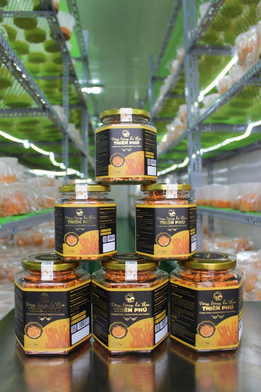 Đông Trùng Hạ Thảo Thiên Phú: Quà tặng Sức khỏe cho mọi nhà