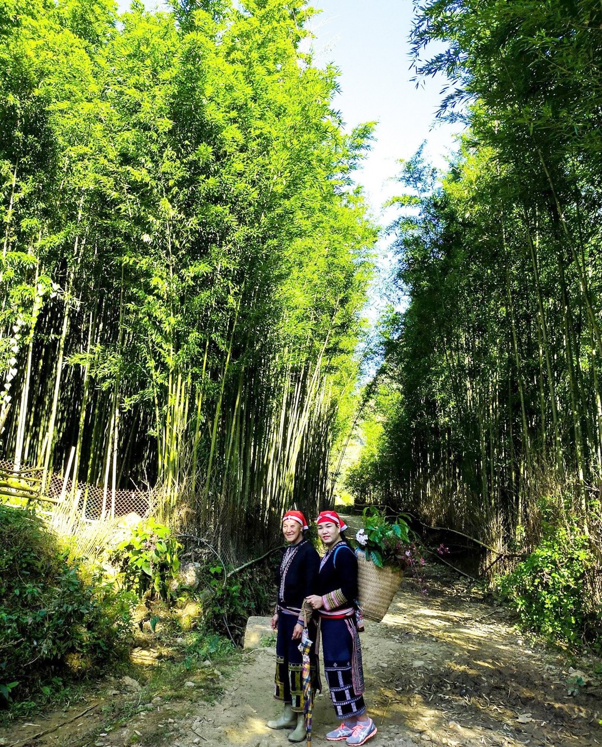 Khám phá rừng trúc Tả Phìn (Lào Cai)