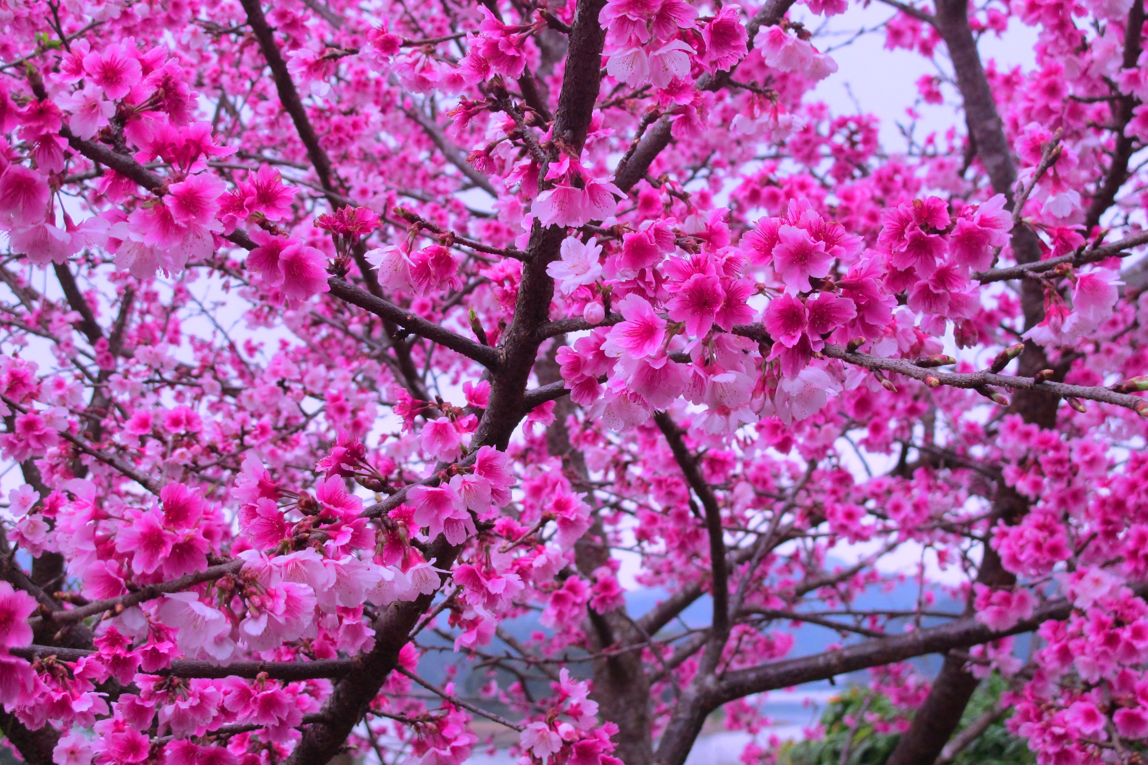 Tháng 1 du xuân check in hoa anh đào Tháng 1 du xuân check in hoa anh đào