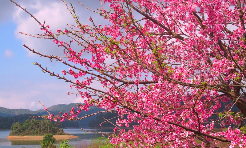 Tháng 1 du xuân check in hoa anh đào Tháng 1 du xuân check in hoa anh đào