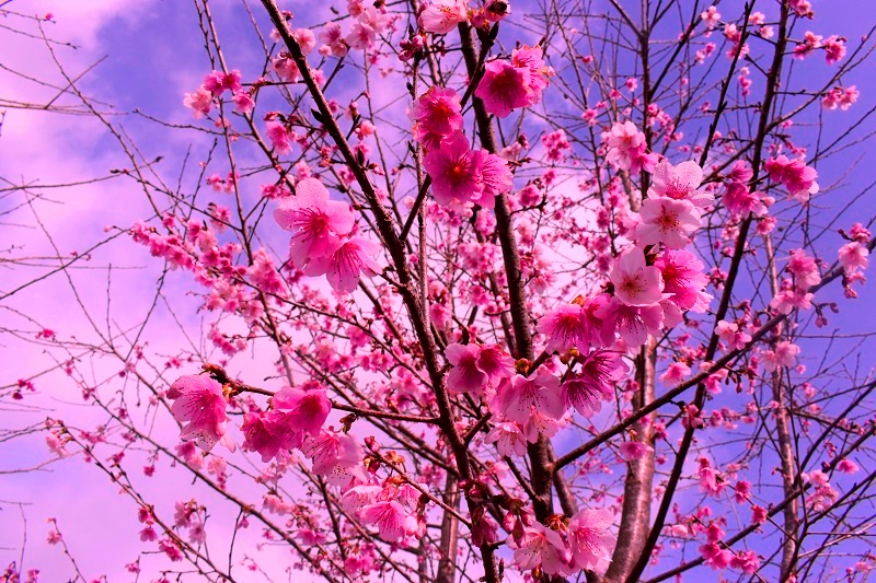 Tháng 1 du xuân check in hoa anh đào Tháng 1 du xuân check in hoa anh đào