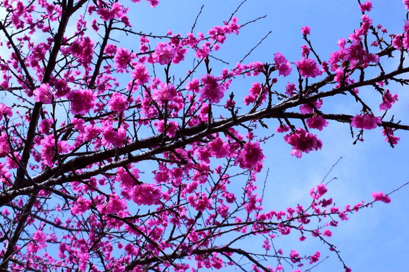 Tháng 1 du xuân check in hoa anh đào Tháng 1 du xuân check in hoa anh đào