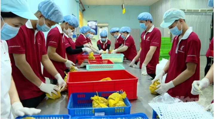 Việt Nam xuất khẩu lô nhãn tươi đầu tiên sang Nhật Bản sau 6 năm đàm phán Việt Nam xuất khẩu lô nhãn tươi đầu tiên sang Nhật Bản sau 6 năm đàm phán - 1