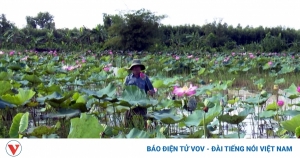 Nông dân Hậu Giang sản xuất “thuận thiên” trong mùa nước nổi