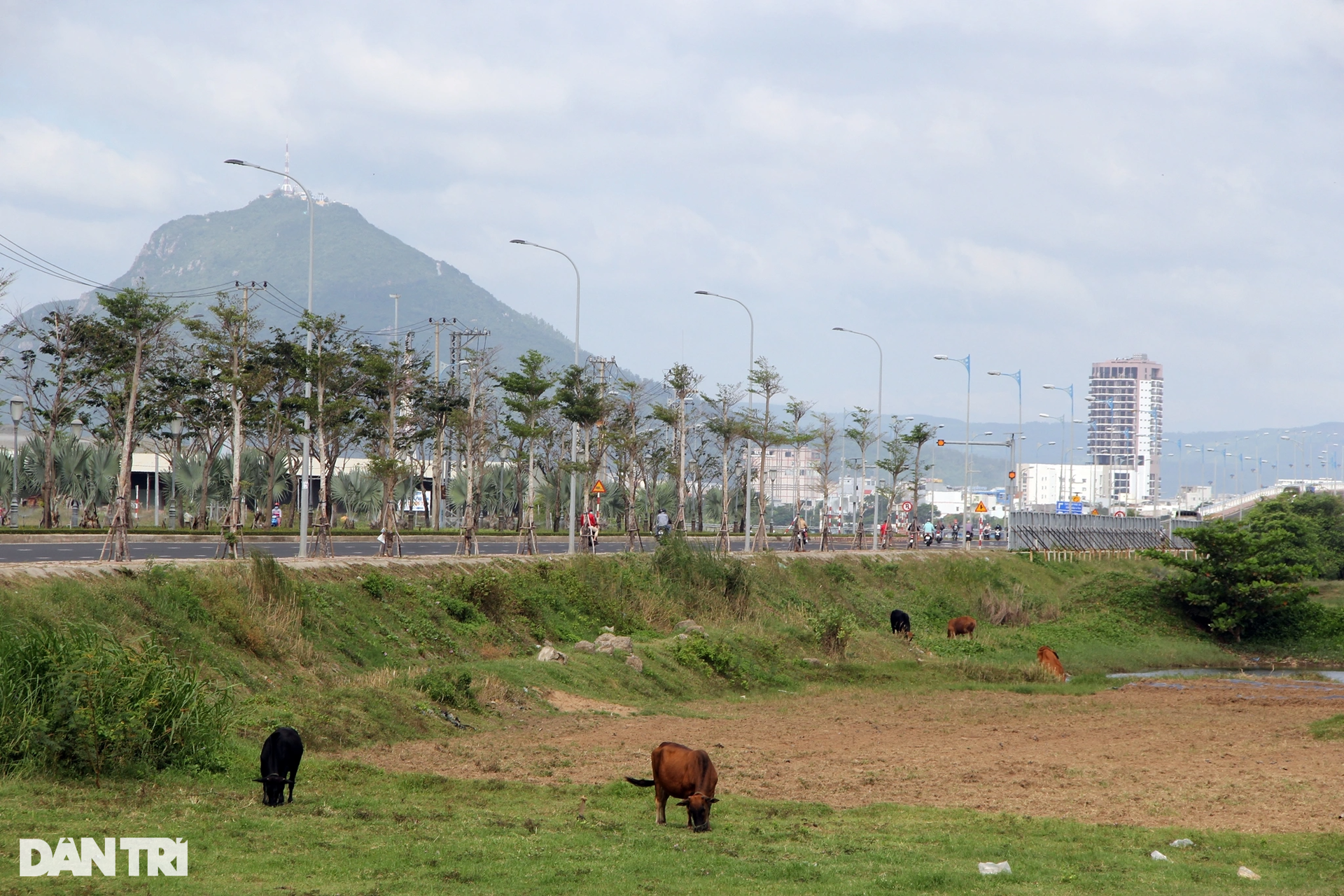 Cận cảnh khu đất được giới thiệu có dự án nghìn tỷ đồng thành...nơi chăn bò - 3 Cận cảnh khu đất được giới thiệu có dự án nghìn tỷ đồng thành...nơi chăn bò - 3