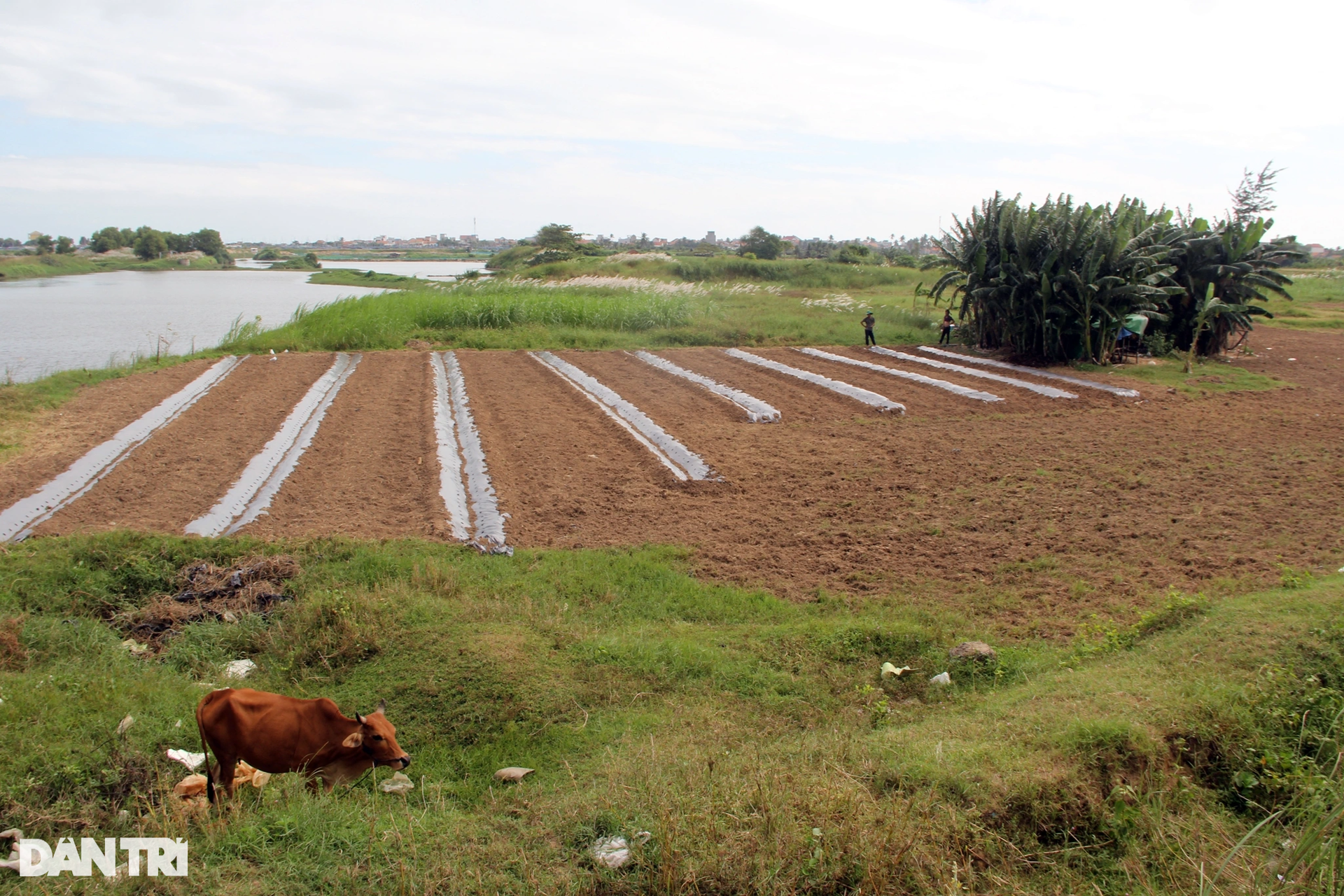 Cận cảnh khu đất được giới thiệu có dự án nghìn tỷ đồng thành...nơi chăn bò - 4 Cận cảnh khu đất được giới thiệu có dự án nghìn tỷ đồng thành...nơi chăn bò - 4
