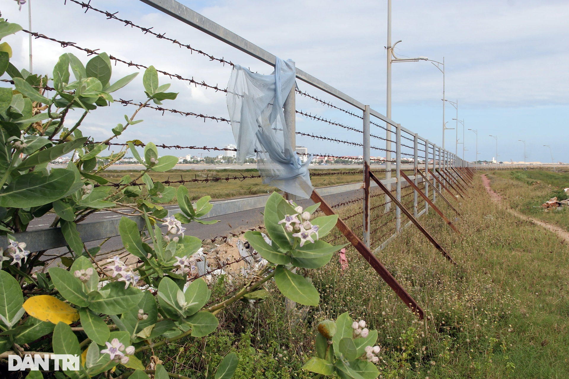 Cận cảnh khu đất được giới thiệu có dự án nghìn tỷ đồng thành...nơi chăn bò - 10 Cận cảnh khu đất được giới thiệu có dự án nghìn tỷ đồng thành...nơi chăn bò - 10