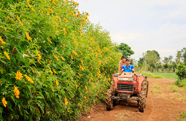 Lại một mùa hoa quỳ vàng rực rỡ tại Lâm Đồng