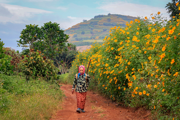 Lại một mùa hoa quỳ vàng rực rỡ tại Lâm Đồng