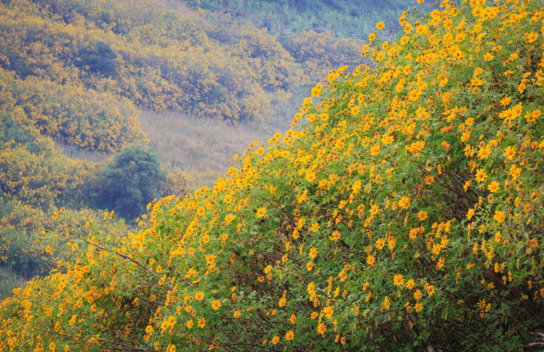 Lại một mùa hoa quỳ vàng rực rỡ tại Lâm Đồng