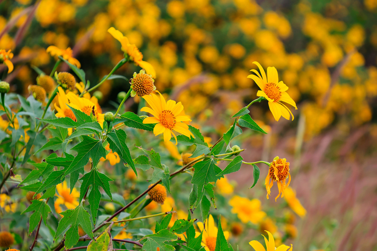 Lại một mùa hoa quỳ vàng rực rỡ tại Lâm Đồng