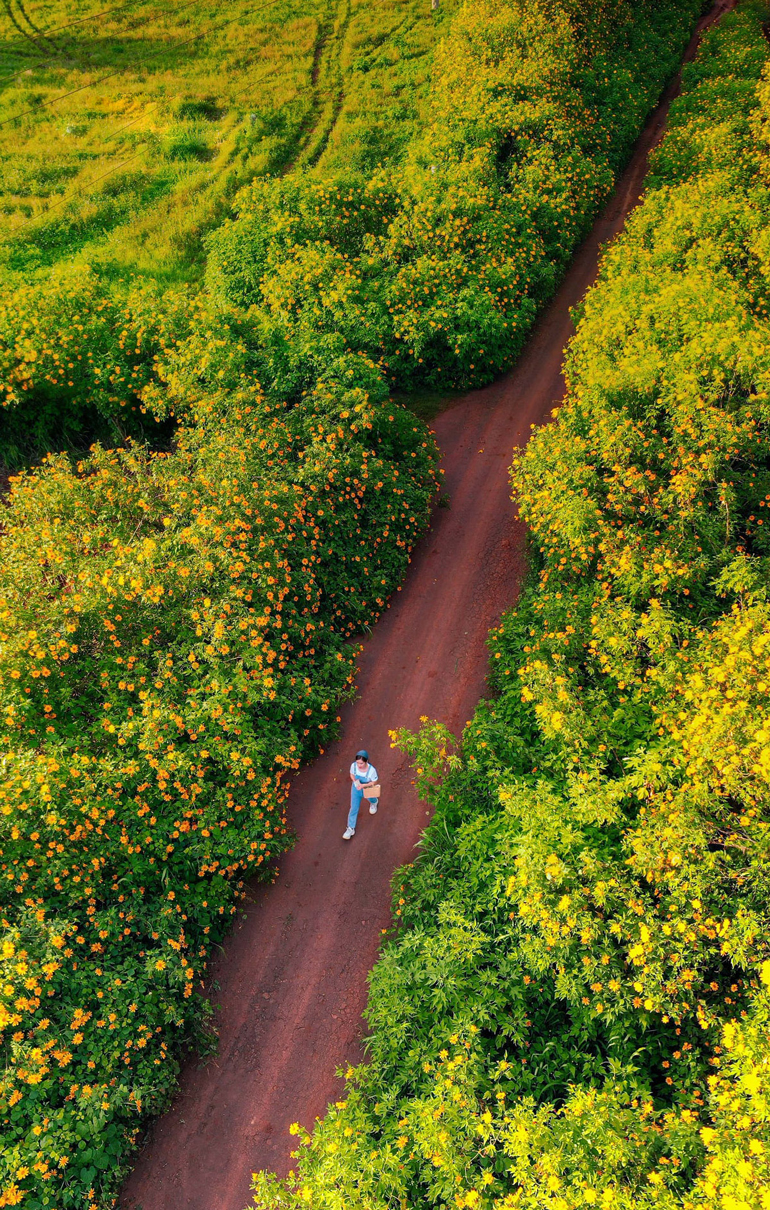 Lại một mùa hoa quỳ vàng rực rỡ tại Lâm Đồng
