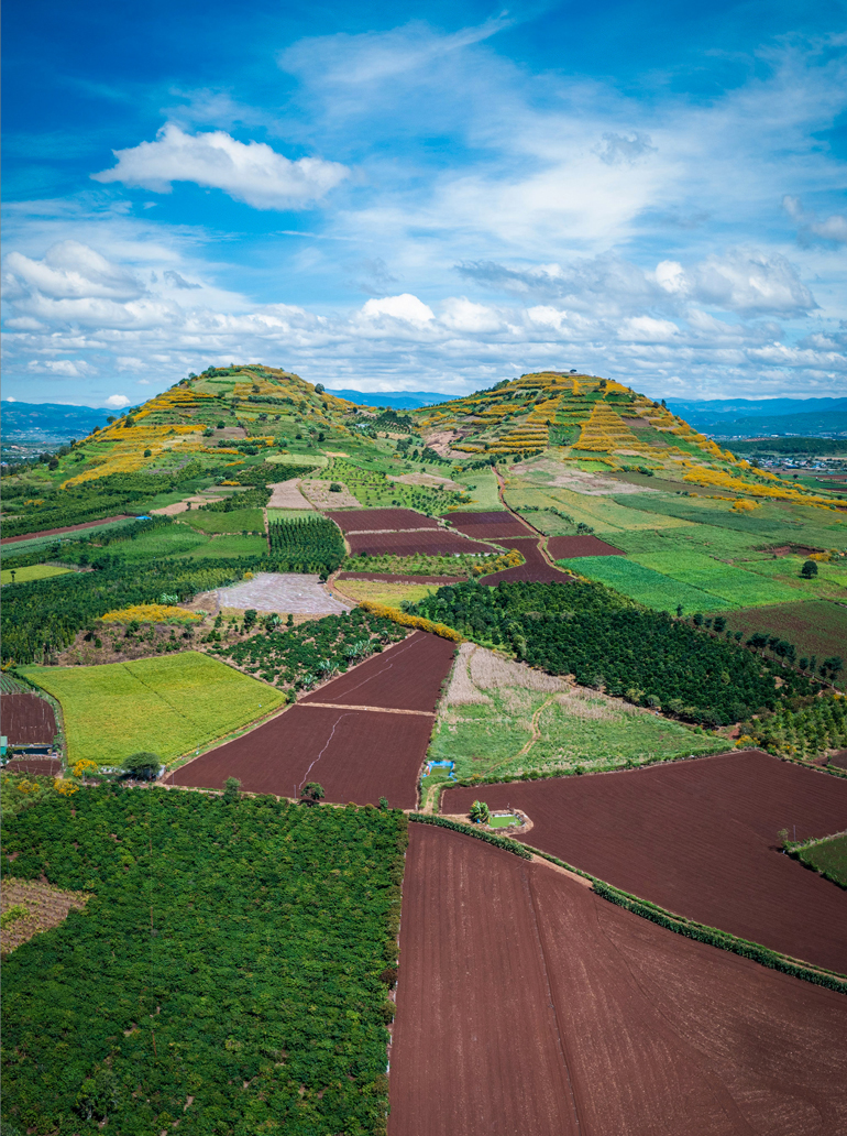 Lại một mùa hoa quỳ vàng rực rỡ tại Lâm Đồng