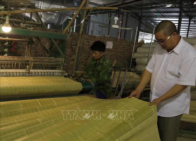 Nâng cao giá trị cho cây trúc sào Cao Bằng Chú thích ảnh