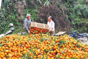 Cam, bưởi vào vụ