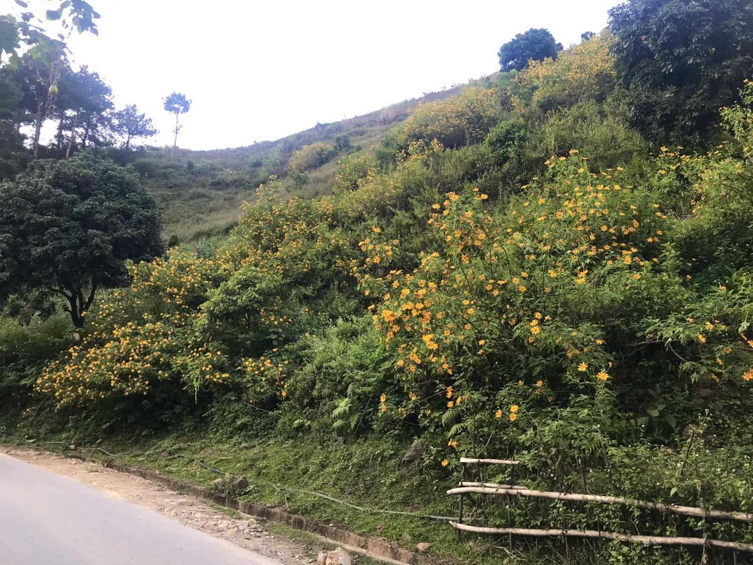 Trạm Tấu: Mùa những con đường nở hoa