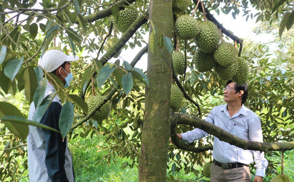 Nông dân và DN “chạy đua” nâng “chất” sầu riêng để chinh phục thị trường tỷ dân