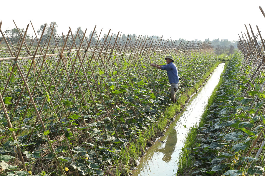 Nhiều sản phẩm vụ đông được giá