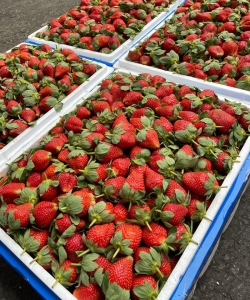 Dâu tây Trung Quốc đổ bộ chợ, giá rẻ khó tin