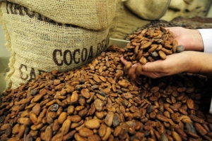 Ca cao "chao đảo" trước hàng loạt những khó khăn từ thị trường lớn