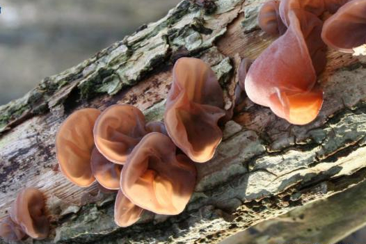 Mộc nhĩ đen không chỉ là món ăn mà còn phòng chống các chứng xuất huyết