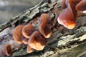 Mộc nhĩ đen không chỉ là món ăn mà còn phòng chống các chứng xuất huyết