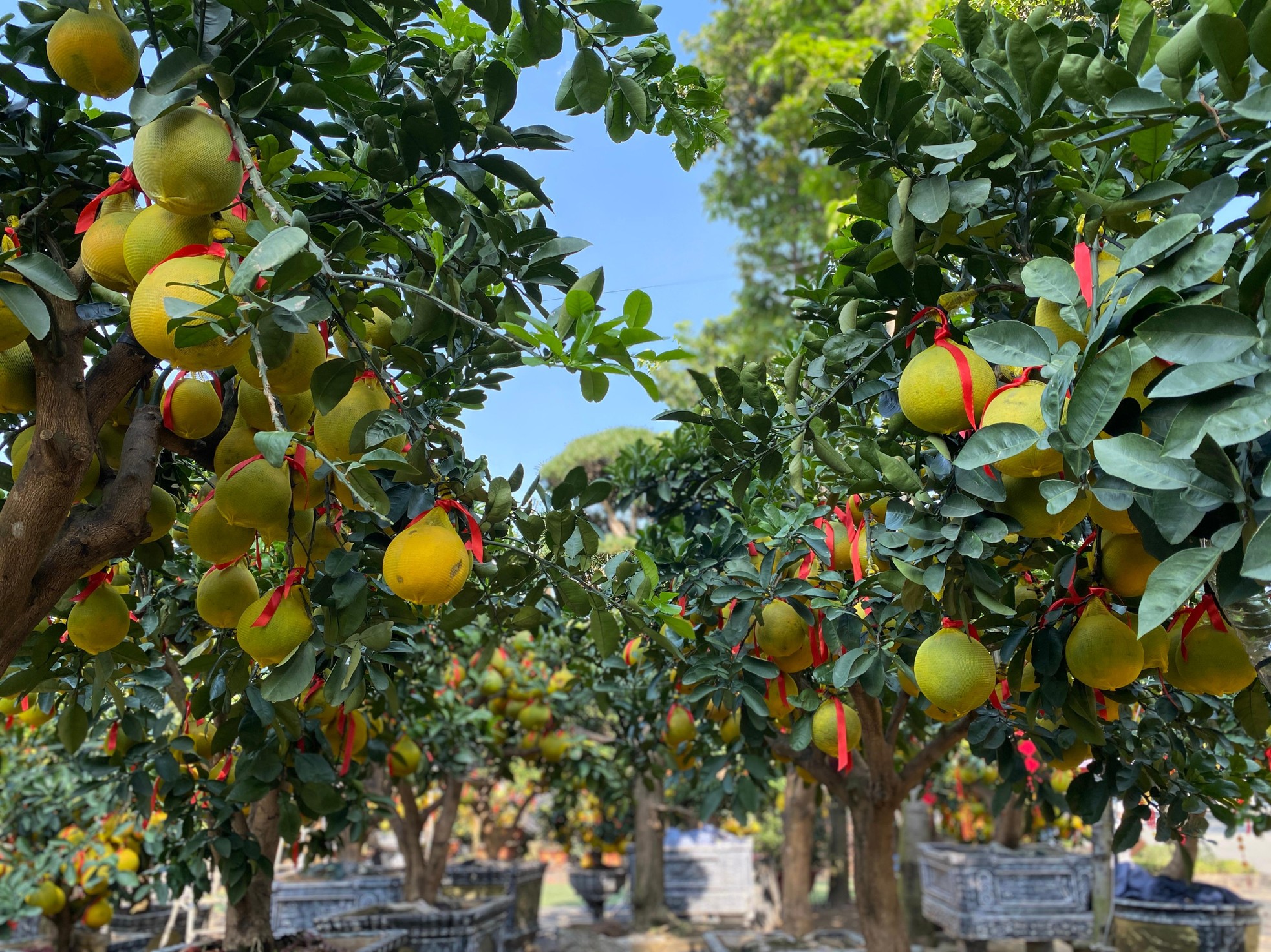 Bưởi Diễn gi&aacute; h&agrave;ng chục triệu đồng &lsquo;đổ bộ&rsquo; v&agrave;o TPHCM đ&oacute;n Tết ảnh 5