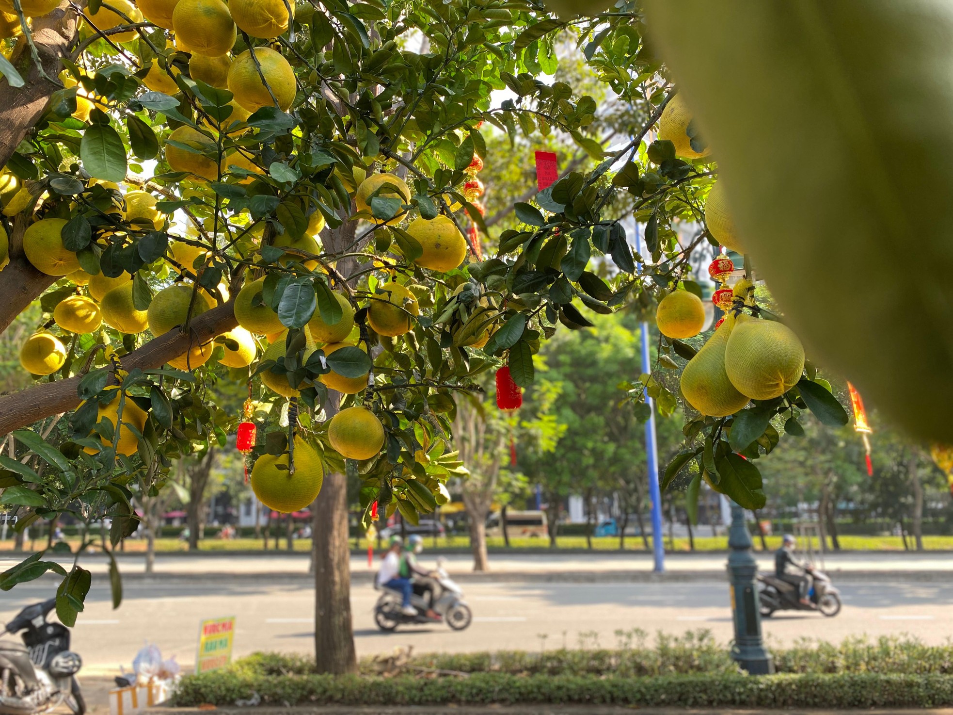 Bưởi Diễn gi&aacute; h&agrave;ng chục triệu đồng &lsquo;đổ bộ&rsquo; v&agrave;o TPHCM đ&oacute;n Tết ảnh 1