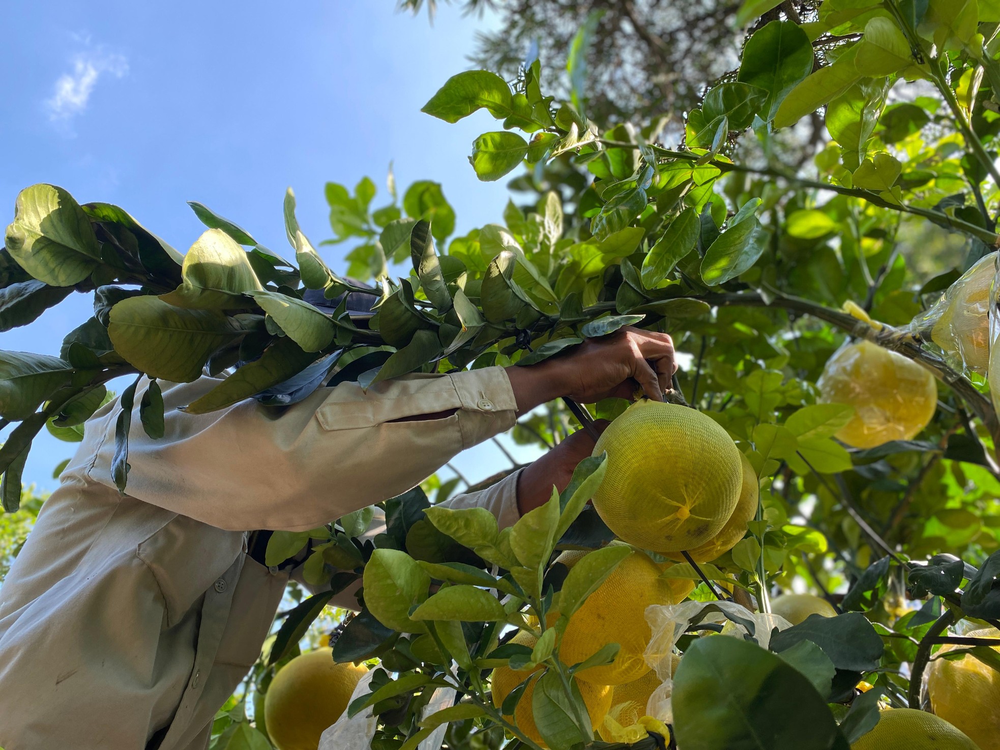 Bưởi Diễn gi&aacute; h&agrave;ng chục triệu đồng &lsquo;đổ bộ&rsquo; v&agrave;o TPHCM đ&oacute;n Tết ảnh 4