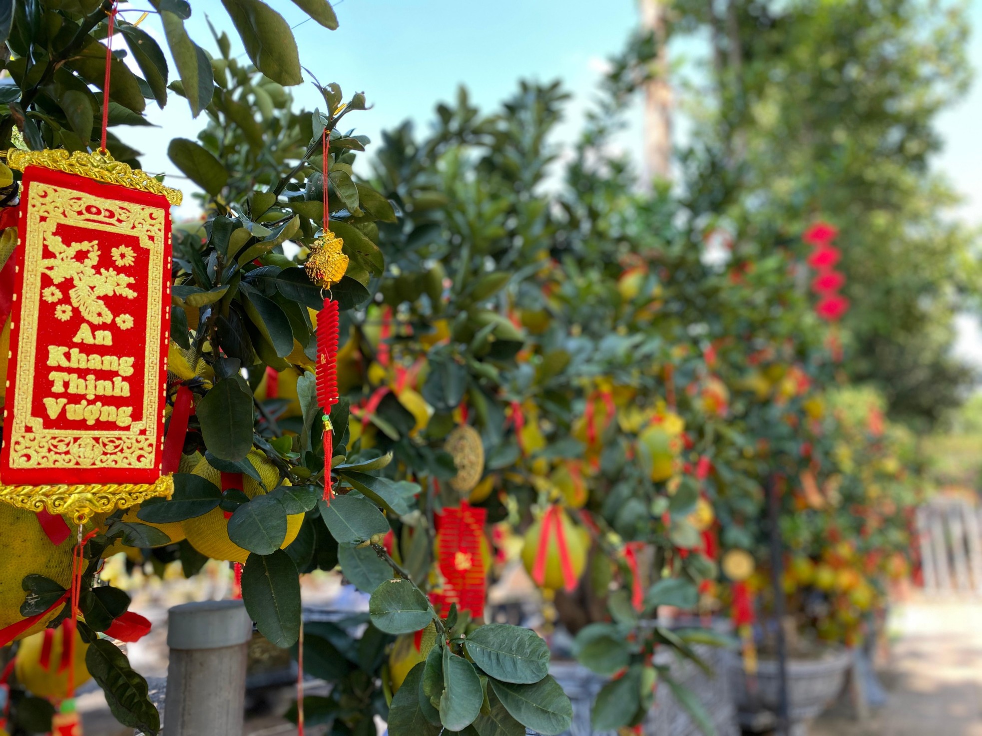 Bưởi Diễn gi&aacute; h&agrave;ng chục triệu đồng &lsquo;đổ bộ&rsquo; v&agrave;o TPHCM đ&oacute;n Tết ảnh 11