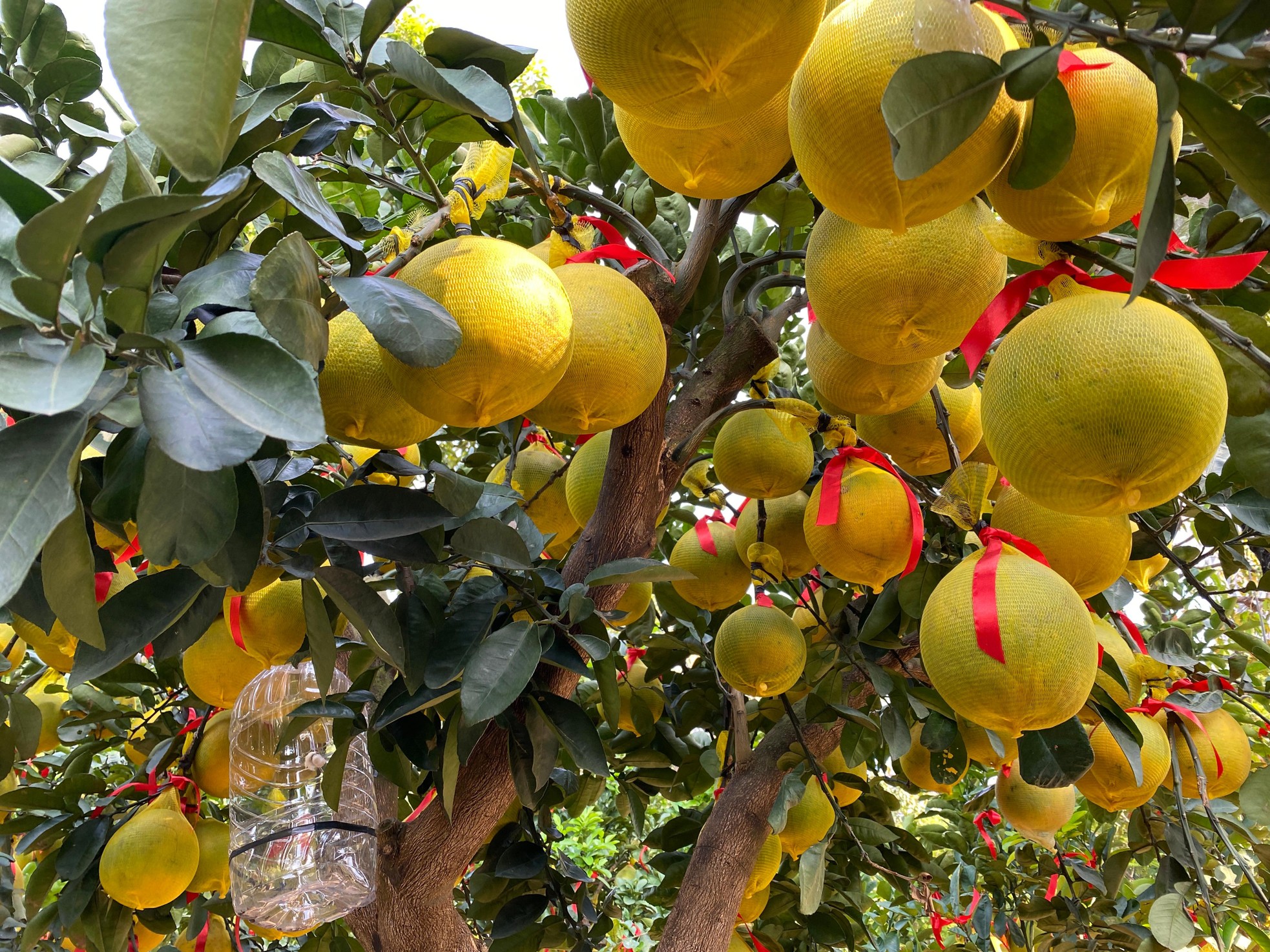 Bưởi Diễn gi&aacute; h&agrave;ng chục triệu đồng &lsquo;đổ bộ&rsquo; v&agrave;o TPHCM đ&oacute;n Tết ảnh 13