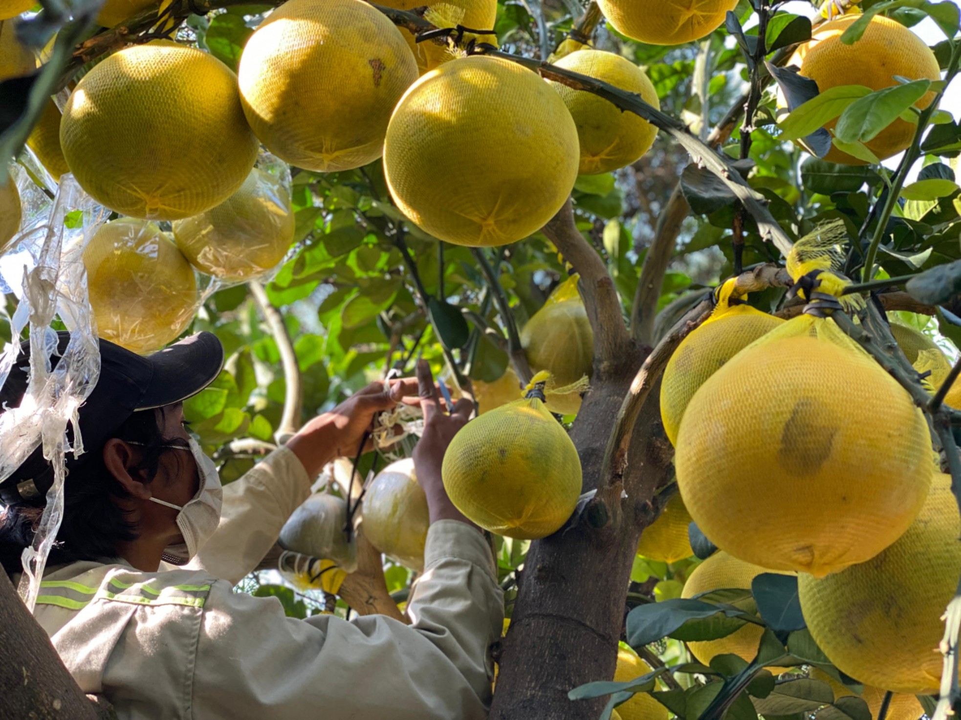 Bưởi Diễn gi&aacute; h&agrave;ng chục triệu đồng &lsquo;đổ bộ&rsquo; v&agrave;o TPHCM đ&oacute;n Tết ảnh 3
