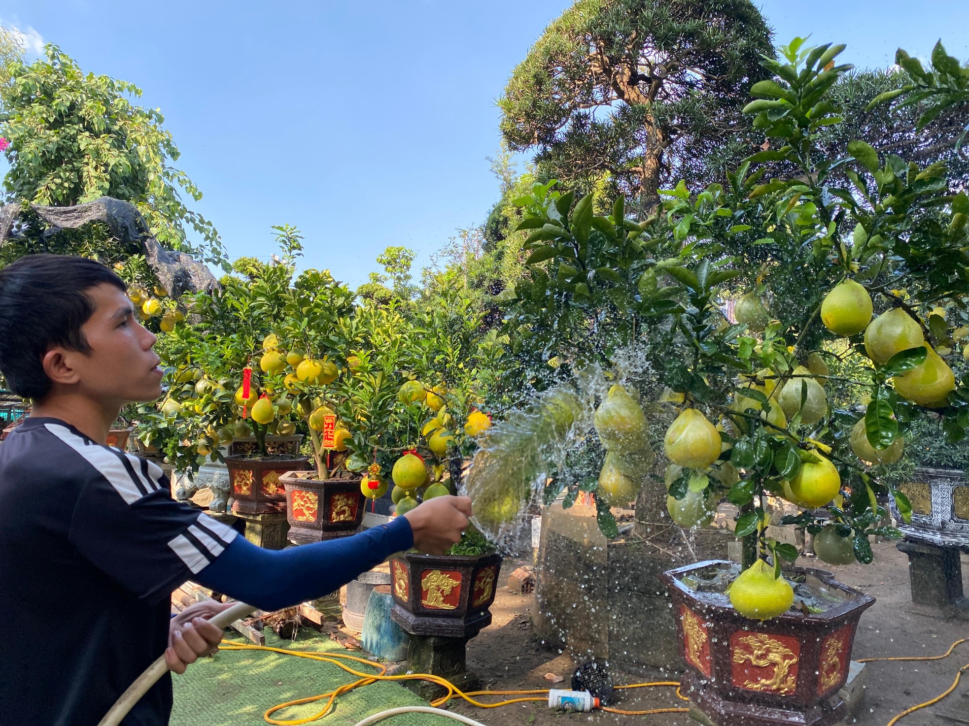 Bưởi Diễn gi&aacute; h&agrave;ng chục triệu đồng &lsquo;đổ bộ&rsquo; v&agrave;o TPHCM đ&oacute;n Tết ảnh 14