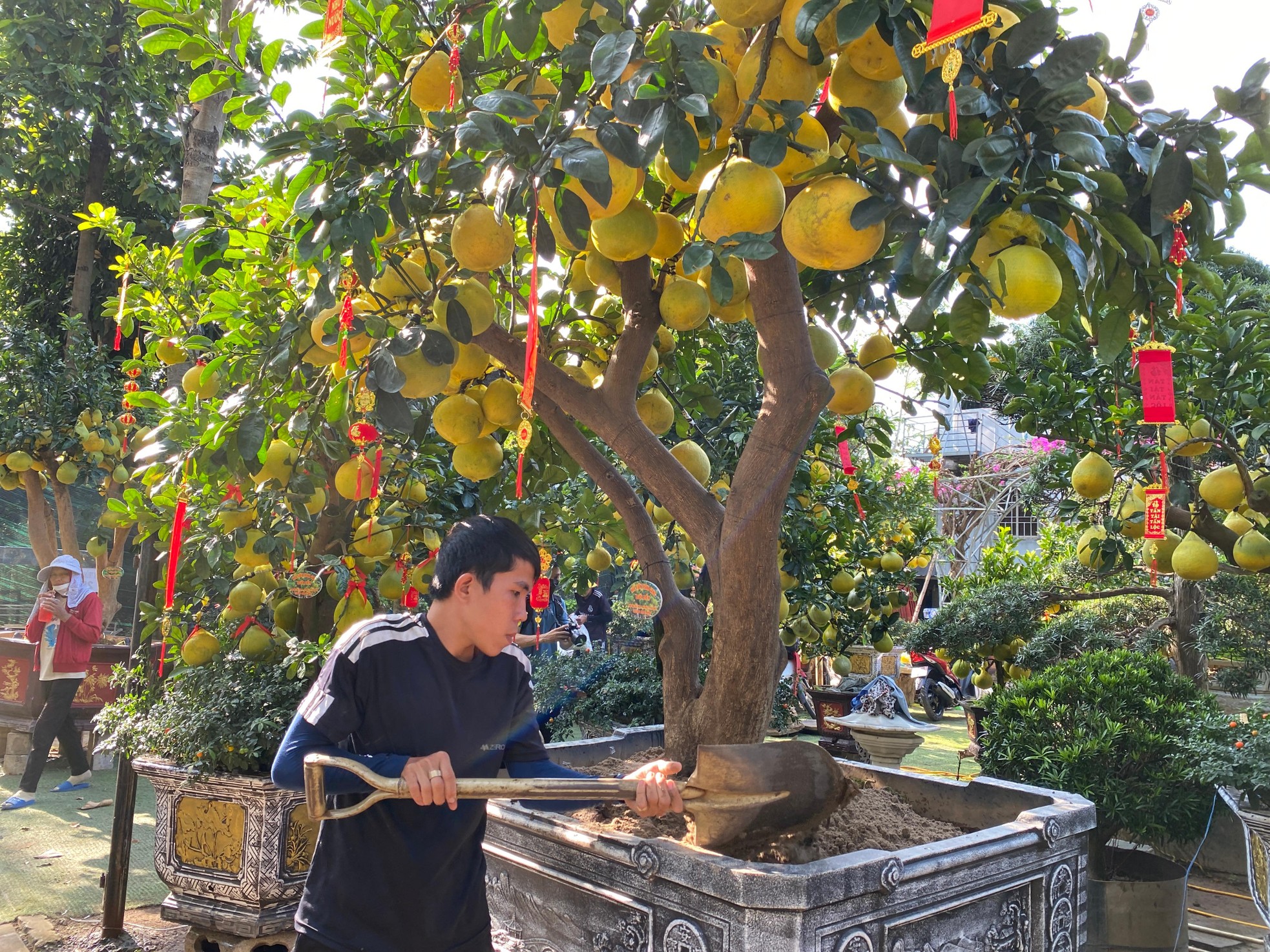 Bưởi Diễn gi&aacute; h&agrave;ng chục triệu đồng &lsquo;đổ bộ&rsquo; v&agrave;o TPHCM đ&oacute;n Tết ảnh 2