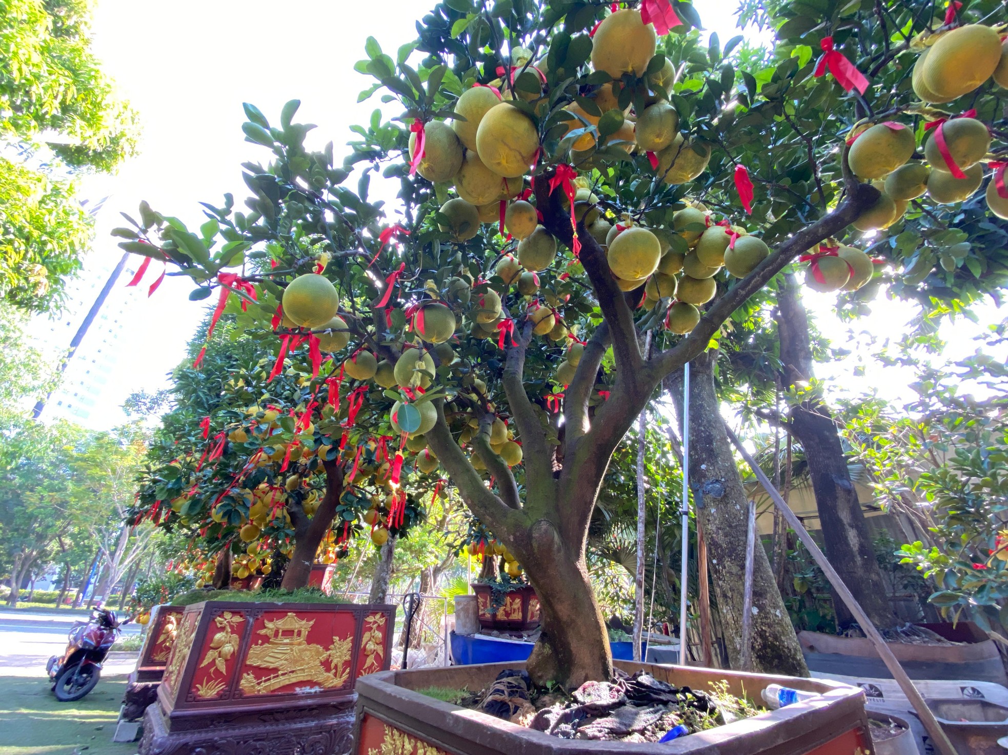 Bưởi Diễn gi&aacute; h&agrave;ng chục triệu đồng &lsquo;đổ bộ&rsquo; v&agrave;o TPHCM đ&oacute;n Tết ảnh 7