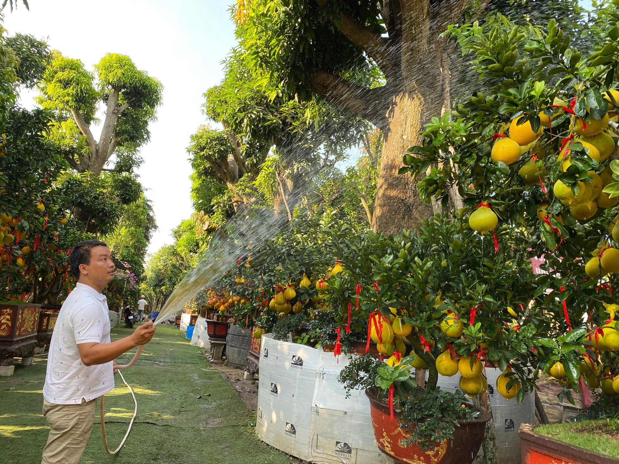 Bưởi Diễn gi&aacute; h&agrave;ng chục triệu đồng &lsquo;đổ bộ&rsquo; v&agrave;o TPHCM đ&oacute;n Tết ảnh 6