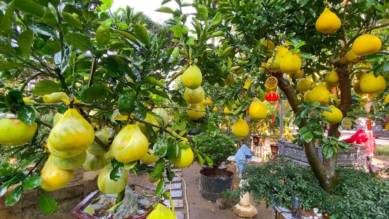 Bưởi Diễn gi&aacute; h&agrave;ng chục triệu đồng &lsquo;đổ bộ&rsquo; v&agrave;o TPHCM đ&oacute;n Tết ảnh 8