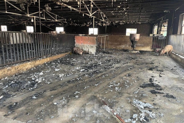 Cảnh tan hoang ở trang trại lợn hơn nghìn con bị lửa thiêu Cảnh tan hoang ở trang trại lợn hơn nghìn con bị lửa thiêu ảnh 2