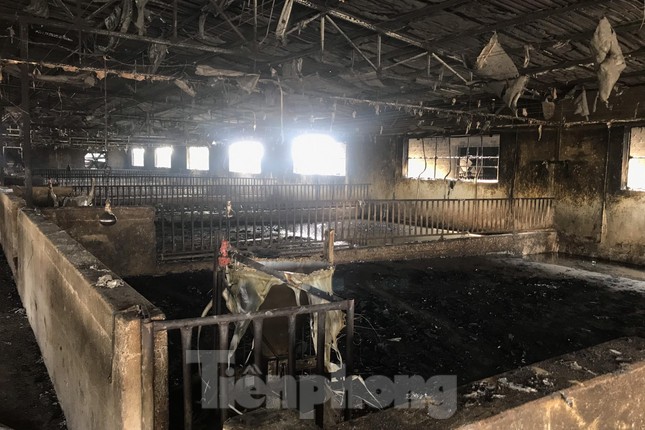 Cảnh tan hoang ở trang trại lợn hơn nghìn con bị lửa thiêu Cảnh tan hoang ở trang trại lợn hơn nghìn con bị lửa thiêu ảnh 3